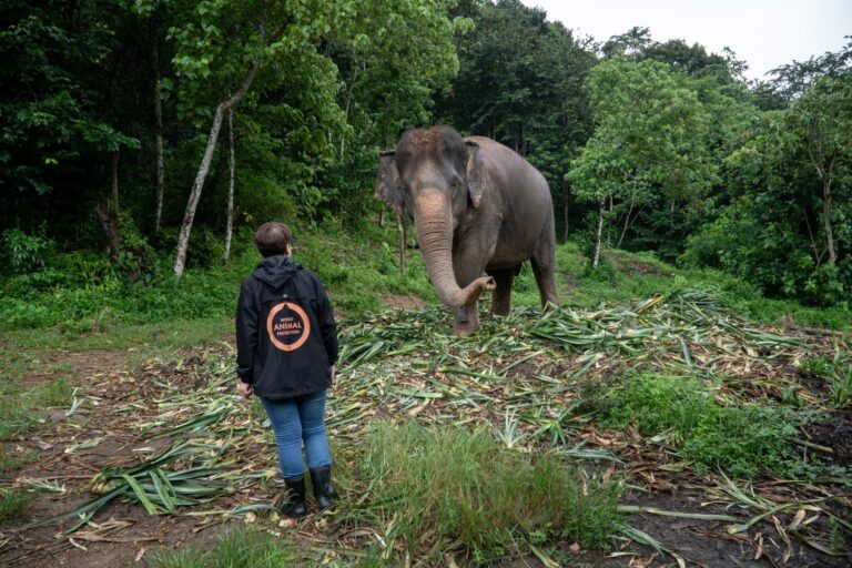 องค์กรพิทักษ์สัตว์แห่งโลก สานต่ออย่างยั่งยืน ใน ‘โครงการต้นแบบพรุ่งนี้ที่ดีกว่า Build Back Better for Elephants เพื่อสวัสดิภาพช้าง’ รับ ‘วันช้างไทย’